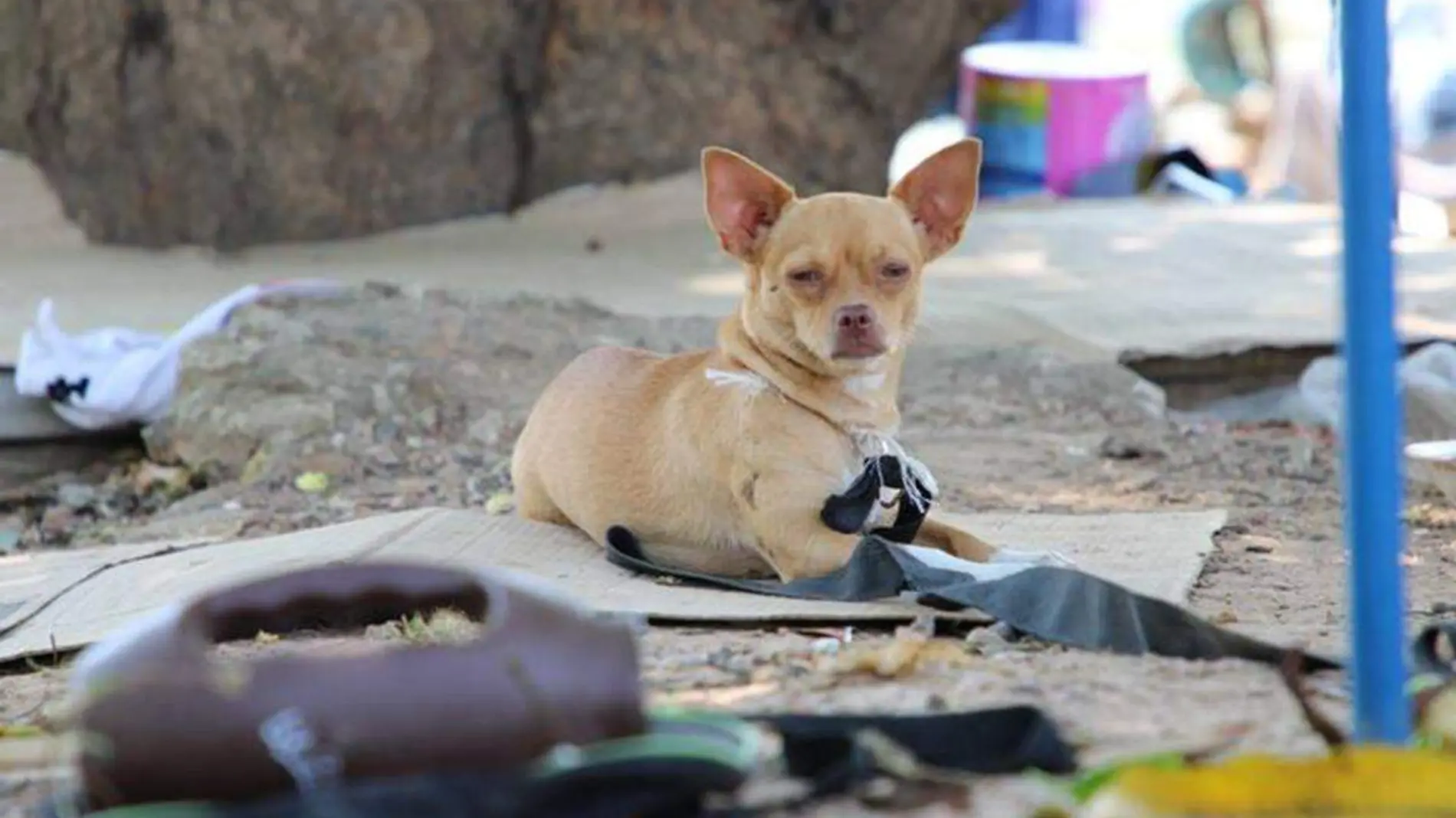 Perros de la calle